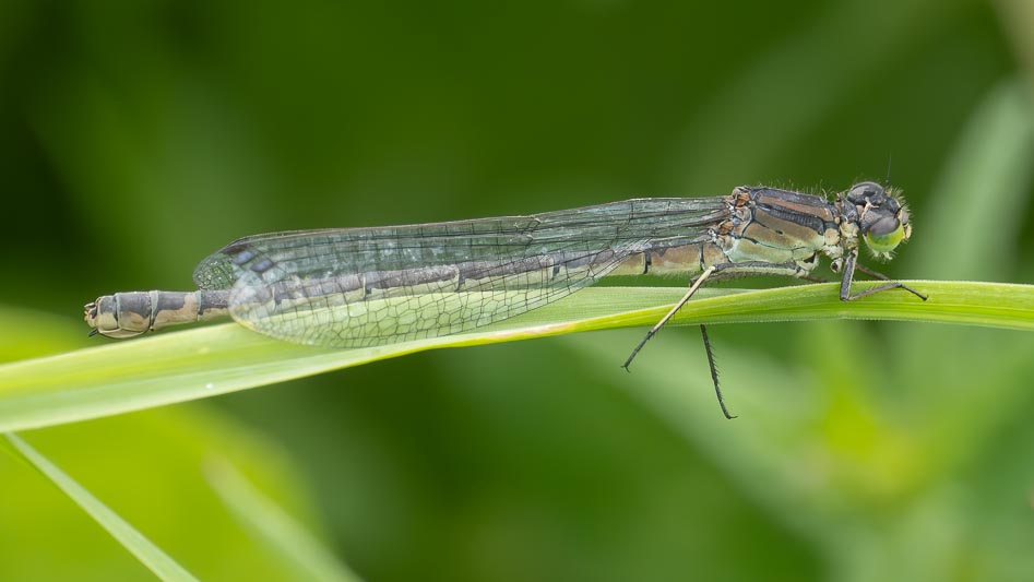 Coenagrion lunulatum female.jpg